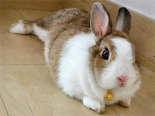 吃瓜网困困兔合集,趣味横生的萌宠日常大盘点