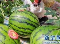 网传吃瓜四合一视频,揭秘网络热门视频背后的故事