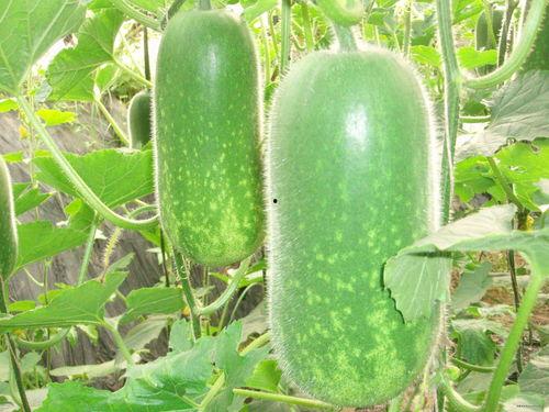 吃瓜网166每日大赛,精彩对决，吃瓜网见证电竞巅峰时刻