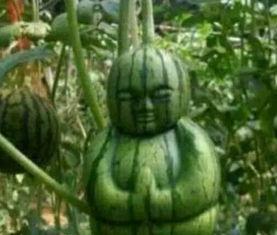 平邑网红吃瓜事件真相,真相背后的网络风波