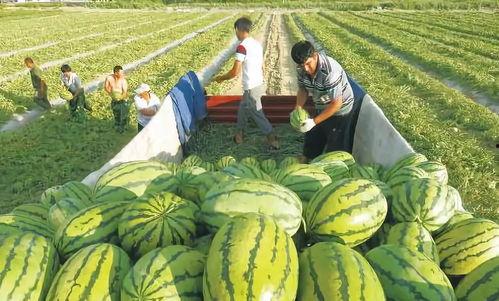网红吃瓜博雅图片大全,揭秘娱乐圈幕后故事