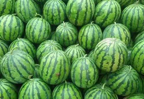 吃瓜网热门大瓜独家揭秘,热门大瓜背后的惊人真相