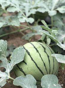 成县的吃瓜网红有哪些人,揭秘吃瓜界的新星风采