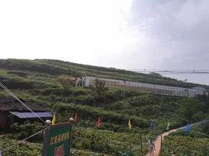 下峪口网红吃瓜事件始末,一场网络狂欢背后的真相与反思