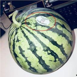 一元吃网红瓜,揭秘网络红人的幕后故事