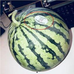 跳舞网红吃瓜,揭秘娱乐圈幕后风云