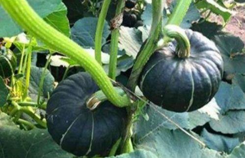 唐山网红吃瓜事件真相是真的吗