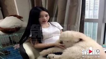 网红狗子张悦吃瓜视频,带你领略萌宠界的欢乐时光