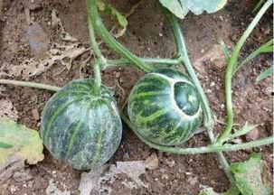 农村宝妈网红吃瓜