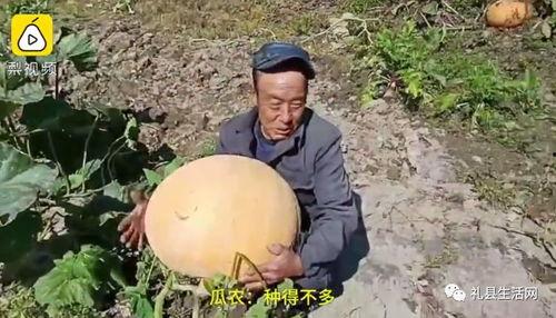 礼县吃瓜网红事件真相是真的吗