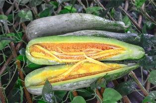 福州网红吃瓜,揭秘城市美食新潮流