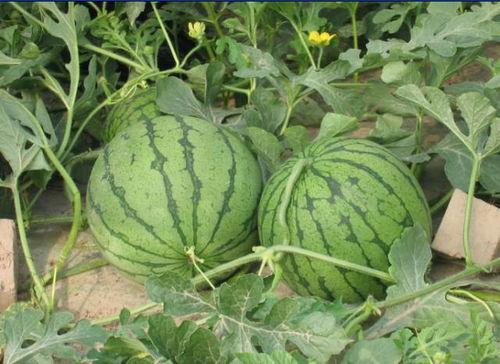 商洛网红吃瓜事件,揭秘网络舆论的风云变幻