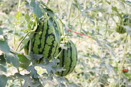 网红去景点吃瓜