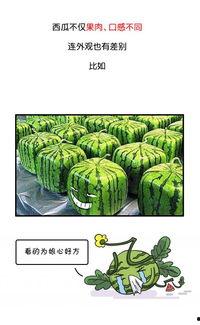 武汉吃瓜群众网站官网,揭秘城市生活百态，尽享民间趣味